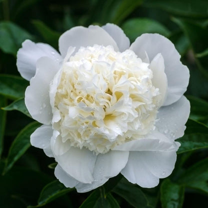 Heirloom Peony Flower Seeds