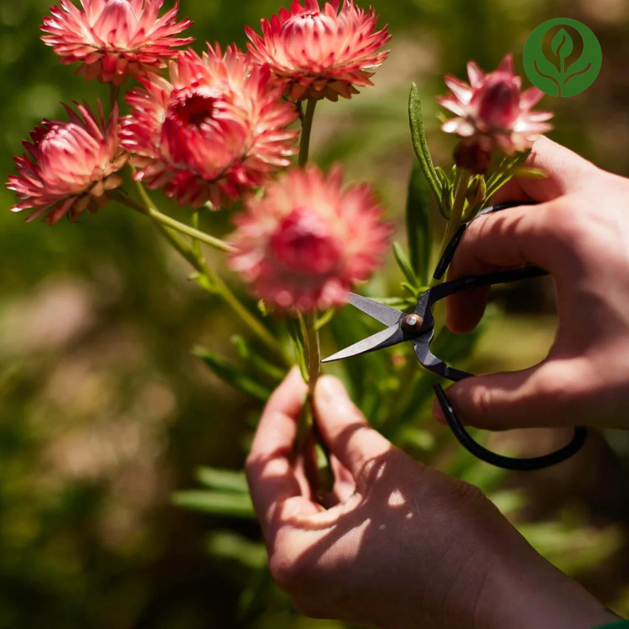 Strawflower Seeds (Mix)