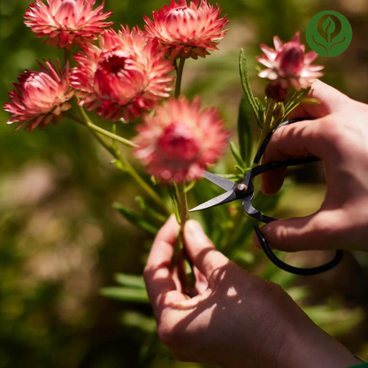 Strawflower Seeds (Mix)
