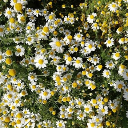German Chamomile Seeds