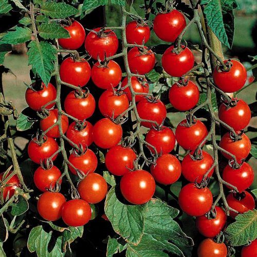 Dwarf Tomatoes Seeds