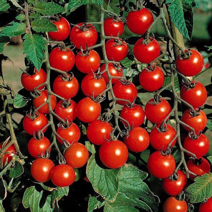 Dwarf Tomatoes Seeds