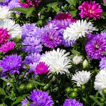Callistephus (Mixed) - Chinese Aster Seeds