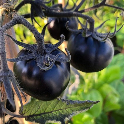Black Pearl Tomato Seeds
