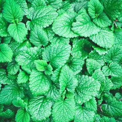Peppermint Seeds