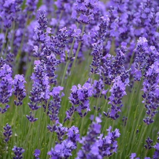 Lavender Seeds - Hidcote