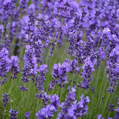 Lavender Seeds - Hidcote