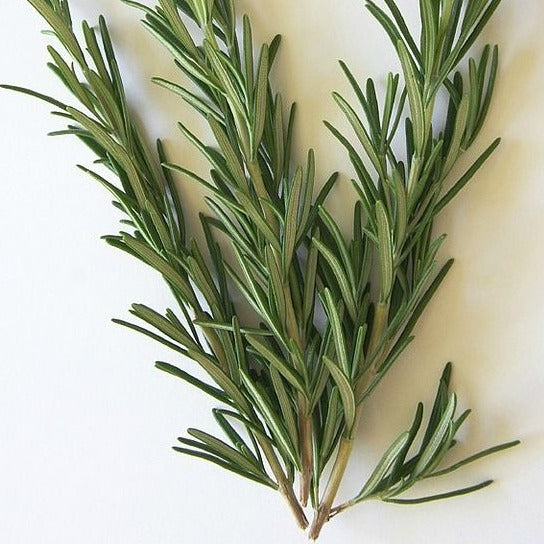 Rosemary Seeds