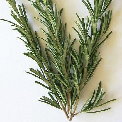Rosemary Seeds