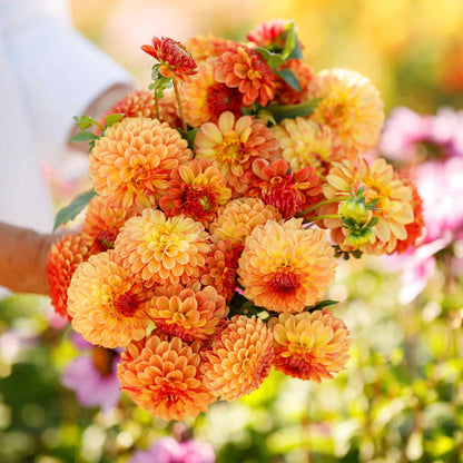 Mixed Dahlia Seeds