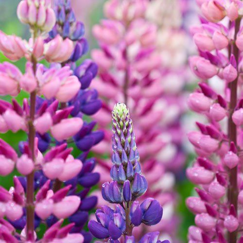 Lupine Flower Seeds (Mixed Color)