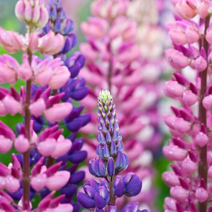 Lupine Flower Seeds (Mixed Color)