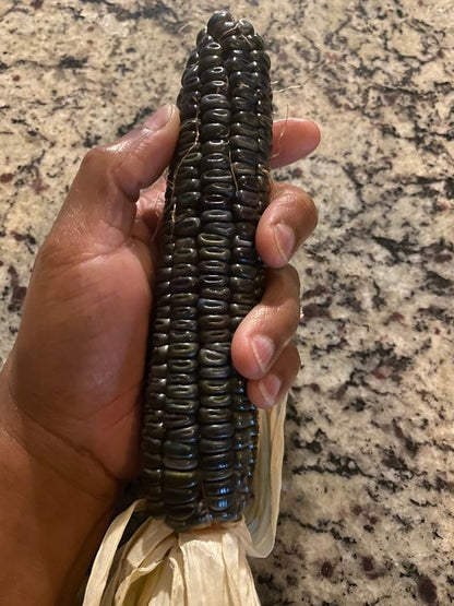 Corn Seeds (Organic) - Black Hopi