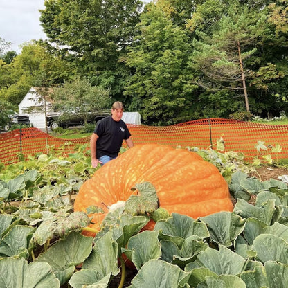 Super Giant Pumpkin