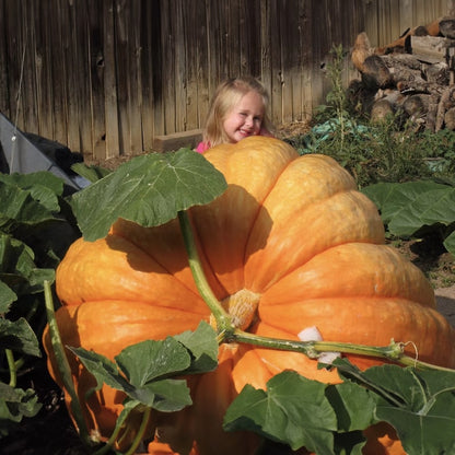 Super Giant Pumpkin