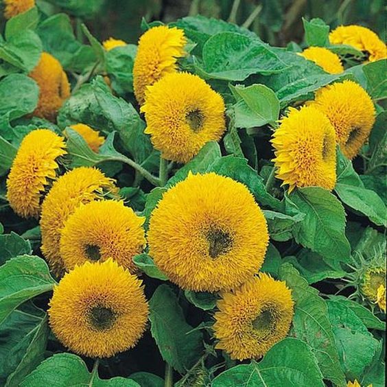 Teddy Bear Sunflower Seeds • gardenbreezy