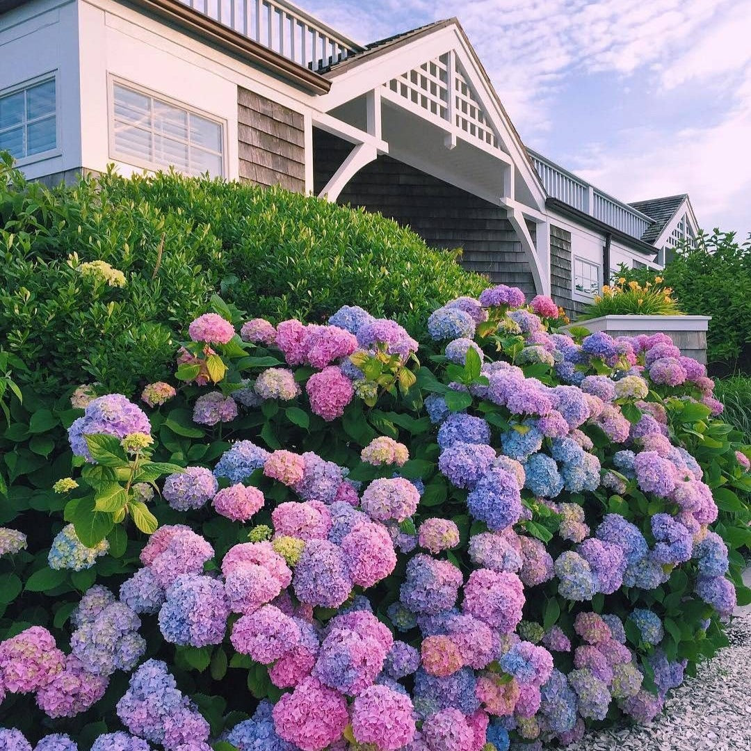Royal Hydrangea Seeds | gardenbreezy