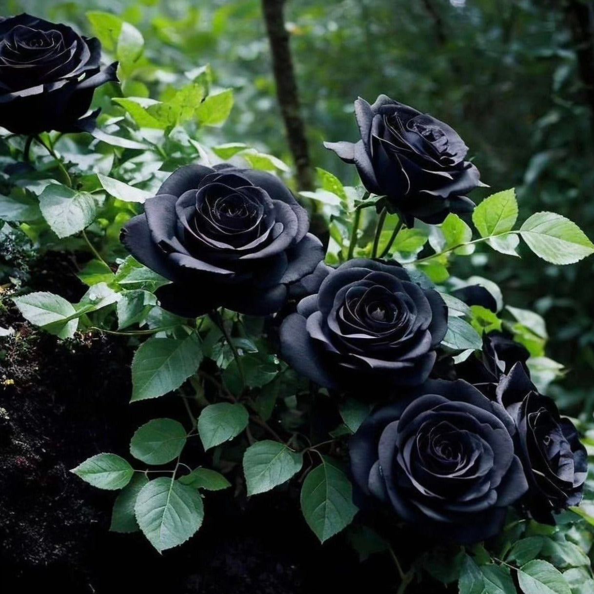 Semillas de Rosa Trepadora Royal