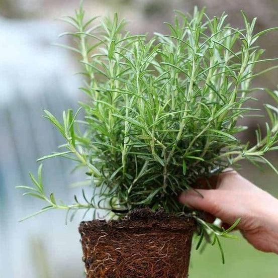 Rosemary Seeds