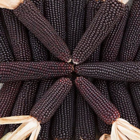 Corn Seeds (Organic) - Black Hopi
