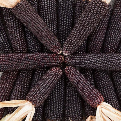Corn Seeds (Organic) - Black Hopi