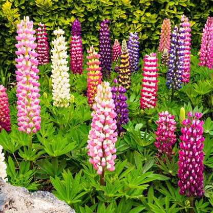 Lupine Flower Seeds (Mixed Color)