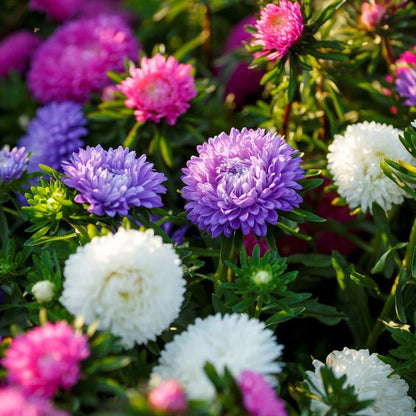 Callistephus (Mixed) - Chinese Aster Seeds