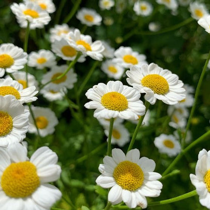 German Chamomile Seeds