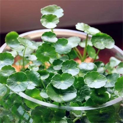Copper Fortune Seeds • gardenbreezy