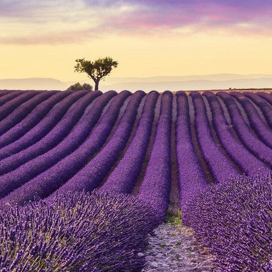 Lavender Seeds - Hidcote
