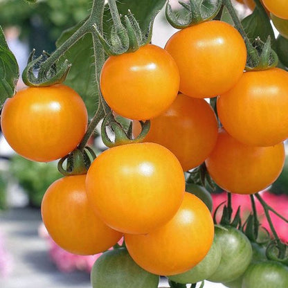 Dwarf Tomatoes Seeds