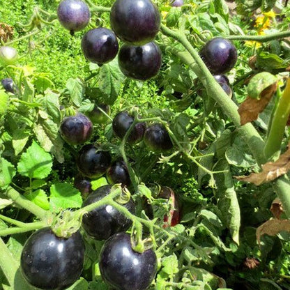 Black Pearl Tomato Seeds