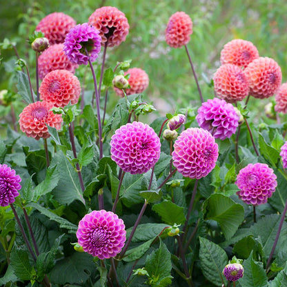 Mixed Dahlia Seeds