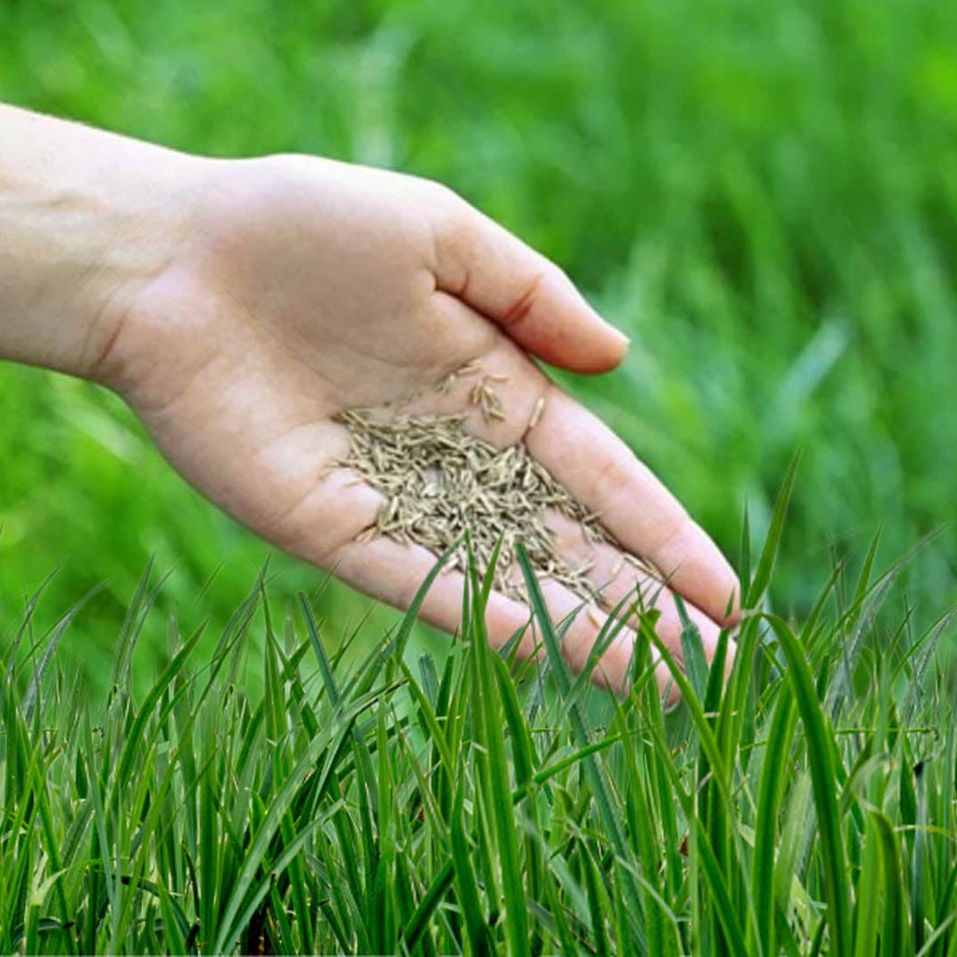 Royal Grass Seeds • gardenbreezy
