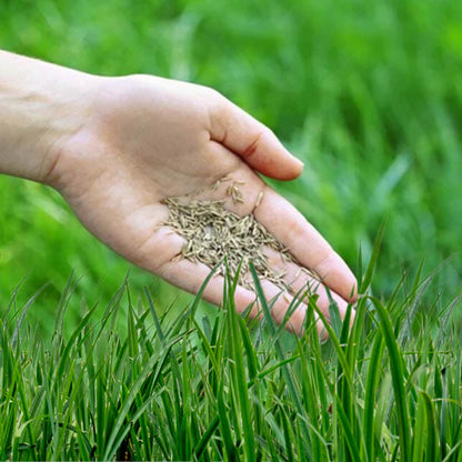 Royal Grass Seeds • gardenbreezy