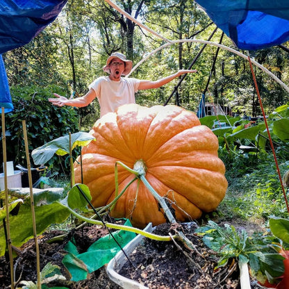 Super Giant Pumpkin