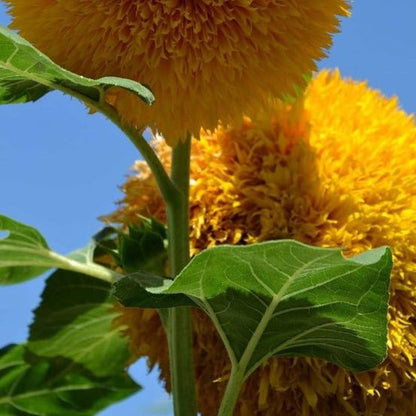 Teddy Bear Sunflower Seeds • gardenbreezy