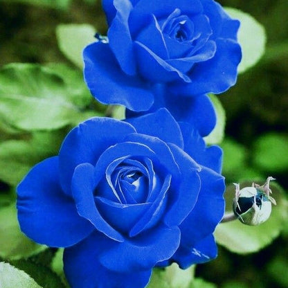 Blue Enchantress Rose Seeds