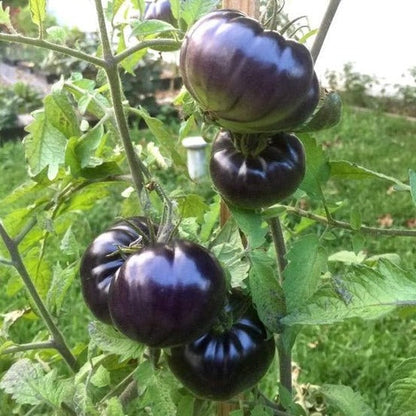 Black Pearl Tomato Seeds
