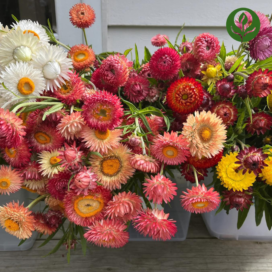 Strawflower Seeds (Mix)