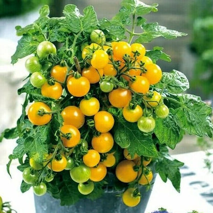 Dwarf Tomatoes Seeds
