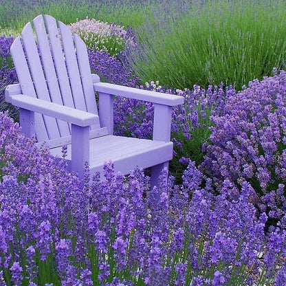 Lavender Seeds - Hidcote