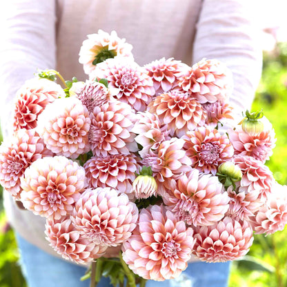 Mixed Dahlia Seeds