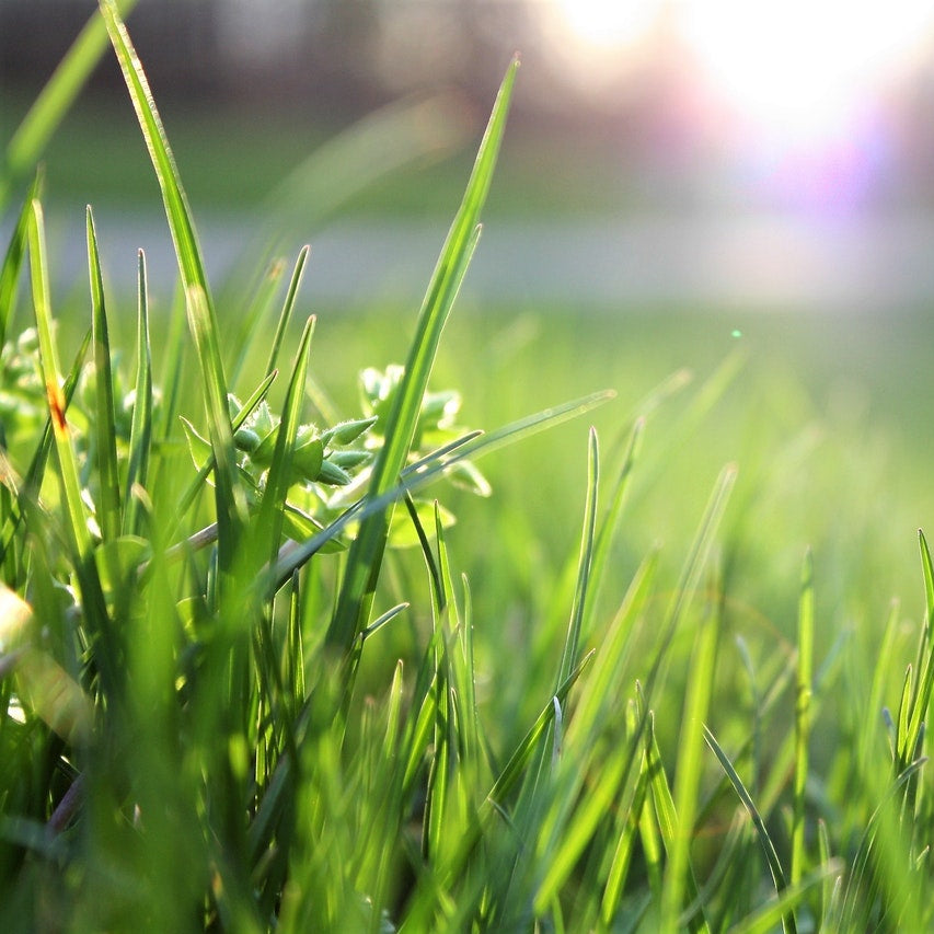 Royal Grass Seeds • gardenbreezy