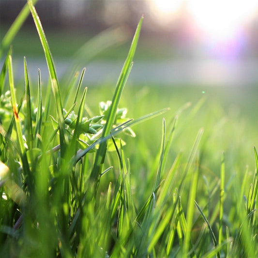 Royal Grass Seeds • gardenbreezy