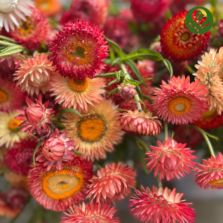 Strawflower Seeds (Mix)
