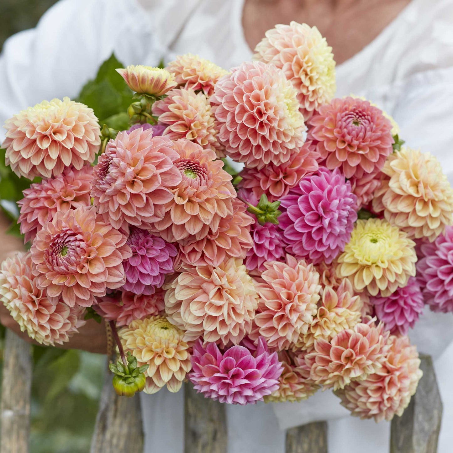 Mixed Dahlia Seeds