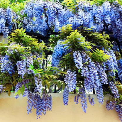 Lavish Blue Wisteria Seeds • gardenbreezy