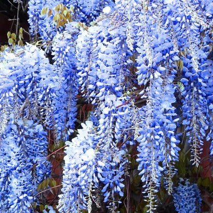 Lavish Blue Wisteria Seeds • gardenbreezy