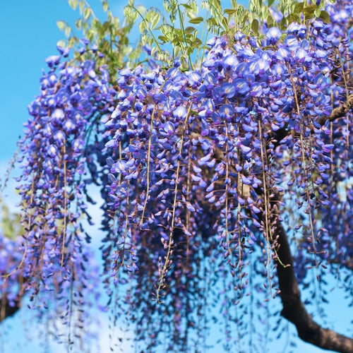 Lavish Blue Wisteria Seeds • gardenbreezy